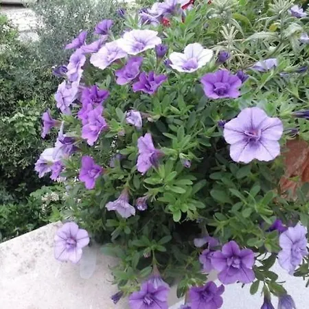Brac Mirca *